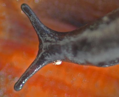 Réf. 337 108 : Riccardoella oudemansi